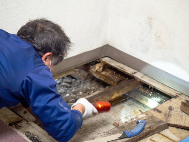 Mold Removal and Inspection in River Grove, IL