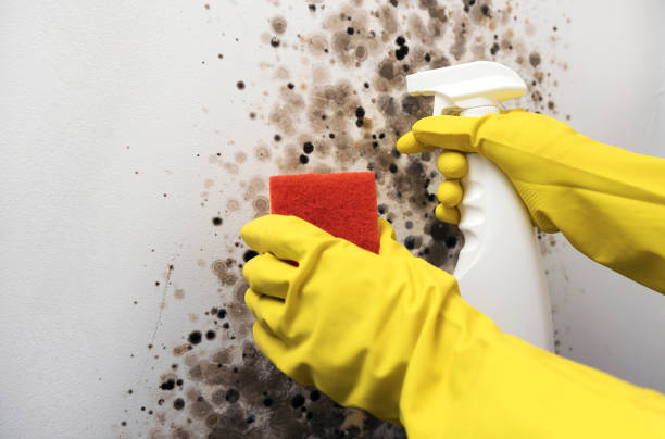 Best Black Mold Removal  in River Grove, IL